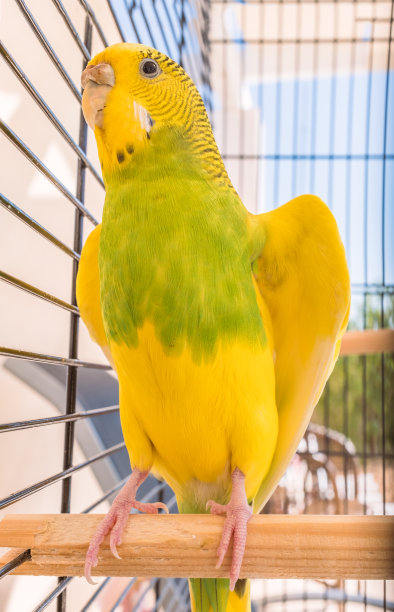 花衣长尾小鹦鹉在栖木上张开翅膀降温图片下载