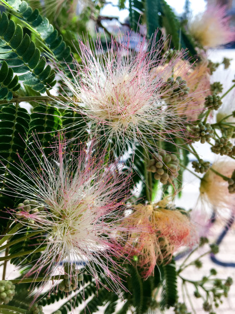 粉红色开花植物特写镜头图片下载
