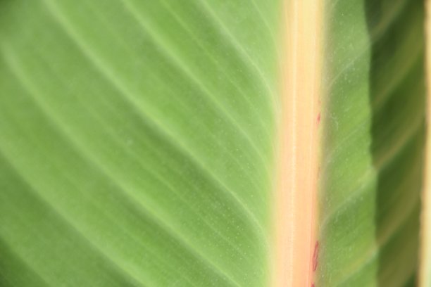 一片绿叶的特写图片下载