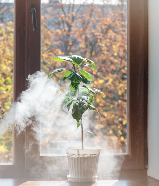 室内芙蓉花的蒸汽加湿图片下载