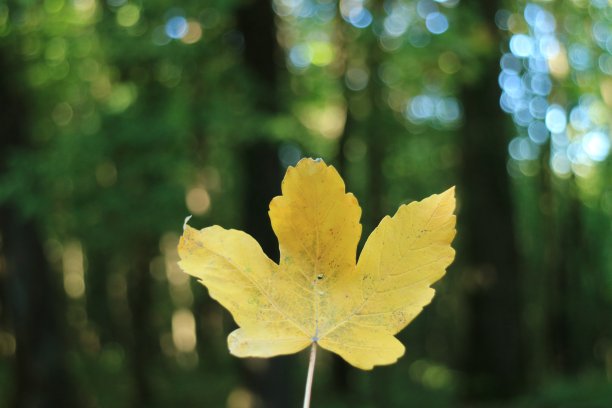 黄色的叶子图片下载