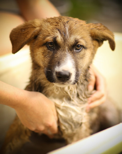 孩子们在浴缸里洗手的特写照片图片下载