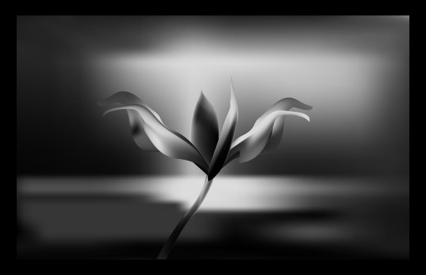 清晨珍贵的金花。百合娇嫩易碎图片下载