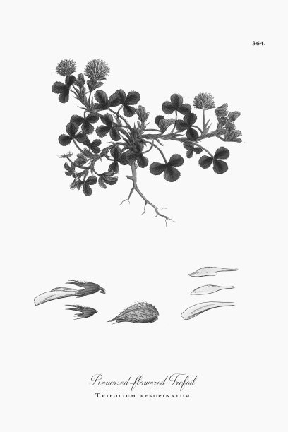 反花三叶草，三叶草，维多利亚植物学插图，1863年图片下载