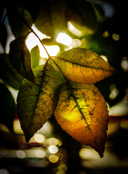 温暖的叶子图片下载