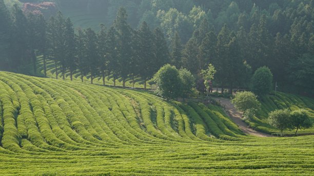 绿茶种植园景观图片下载