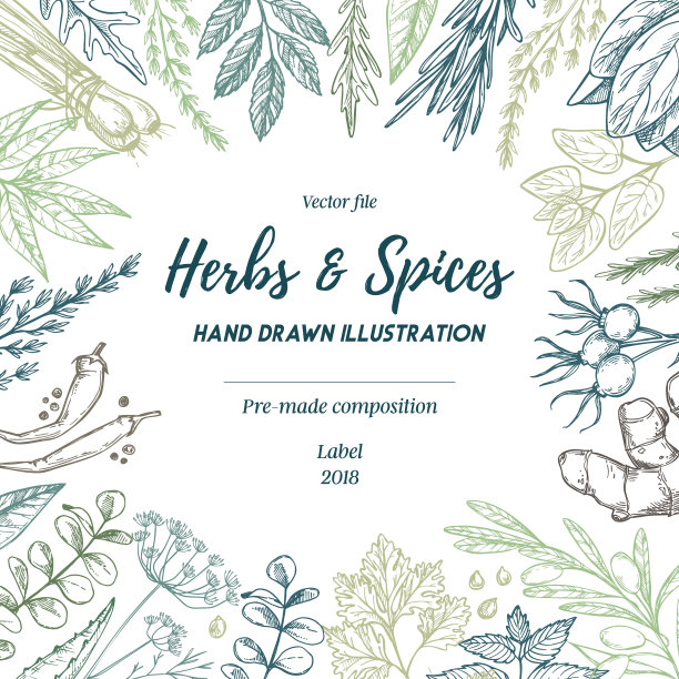 手绘草本香料框架矢量插画（鼠尾草、龙蒿、姜），预制草药组合，适用于菜单、卡片、印刷品、包装、传单图片下载