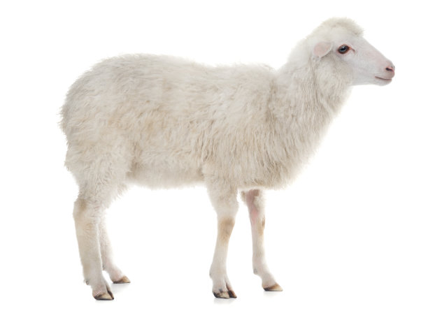白色隔离绵羊图片下载