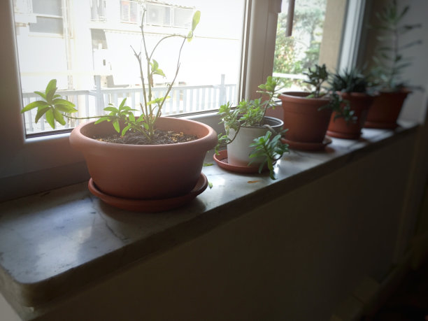 窗台上的盆栽植物图片下载