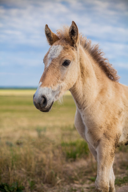 小马驹在做梦图片下载