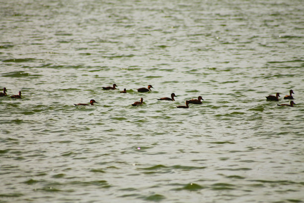 鸭子排成一行游泳图片下载