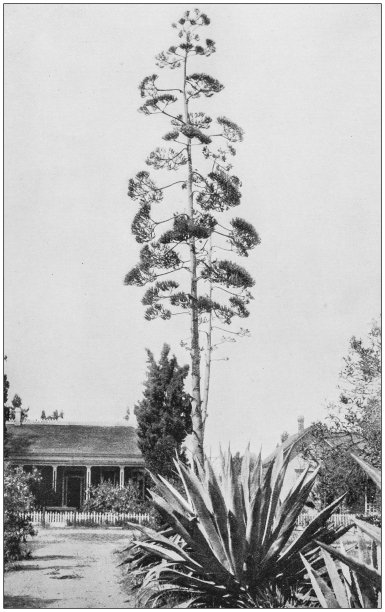 美国著名景观古董照片：加利福尼亚州盛开的世纪植物图片下载