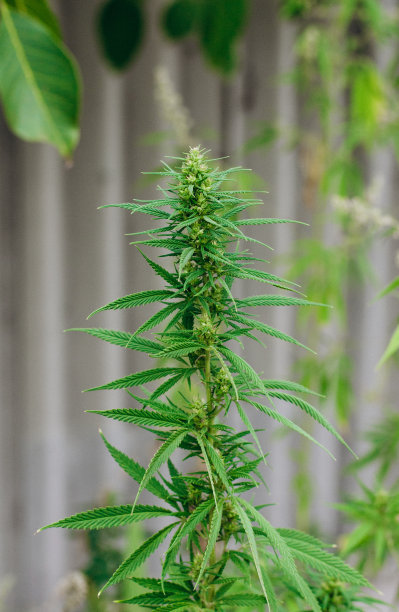 以工业大麻和医用大麻为主题的照片。绿色大麻背景图图片下载