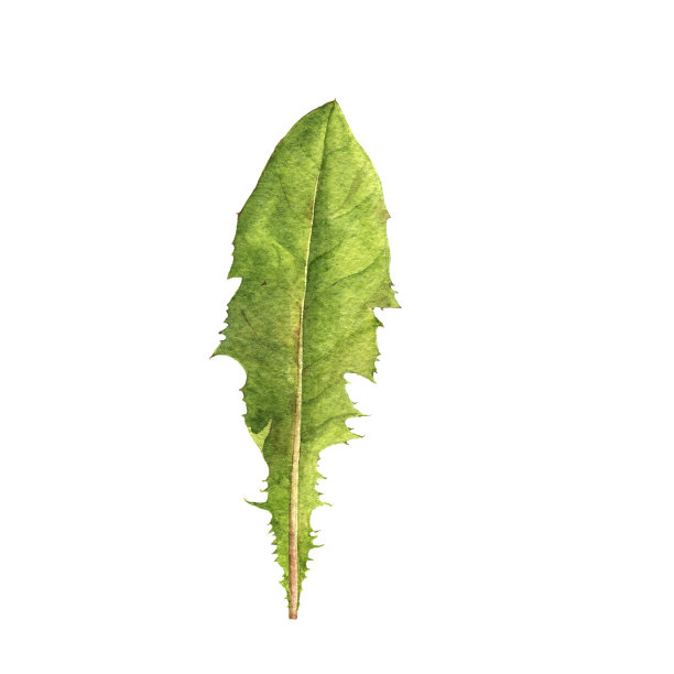 水彩画绿叶图片下载