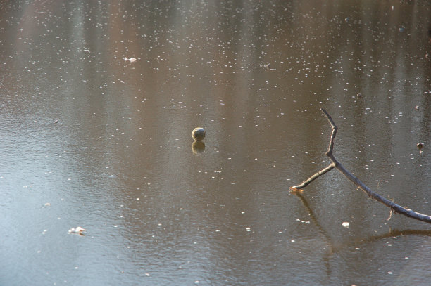 冰湖里的网球图片下载
