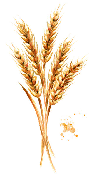 耳朵的小麦。水彩手绘插图，孤立的白色背景素材图片