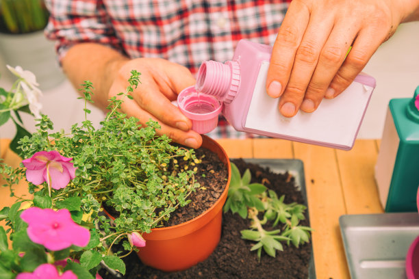 农民在室外的花盆中种植植物。园艺的概念。图片下载