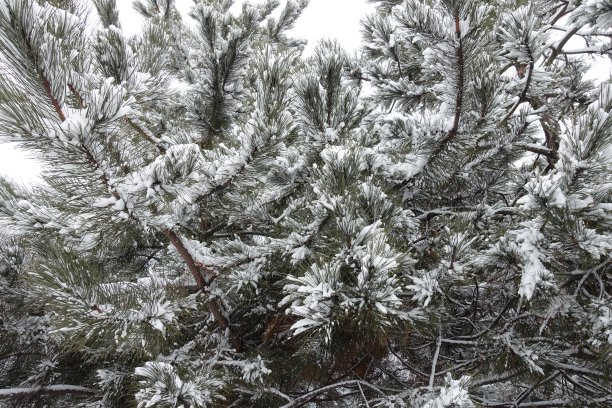 冬天松树的树枝上有很多雪图片下载