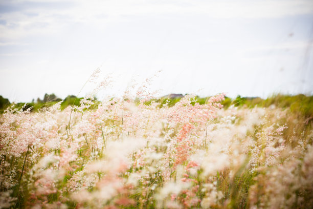 白花草地与剪影的阳光在傍晚。图片背景的风景，壁纸图片下载