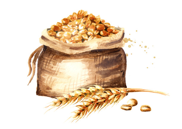 麦穗和一袋谷物。水彩手绘插图，孤立的白色背景素材图片