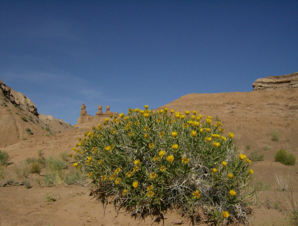开花的沙漠图片下载