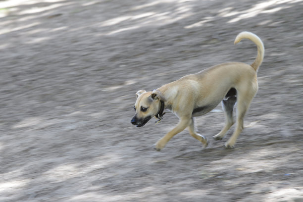 小棕色小狗在脏兮兮的狗公园里奔跑的动作影像图片下载