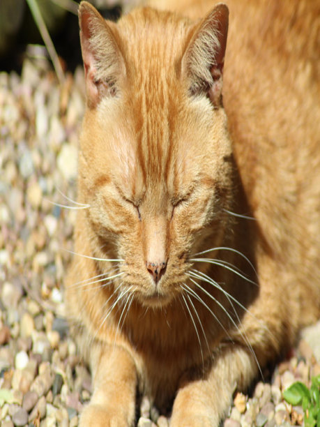 阳光下的姜猫图片下载