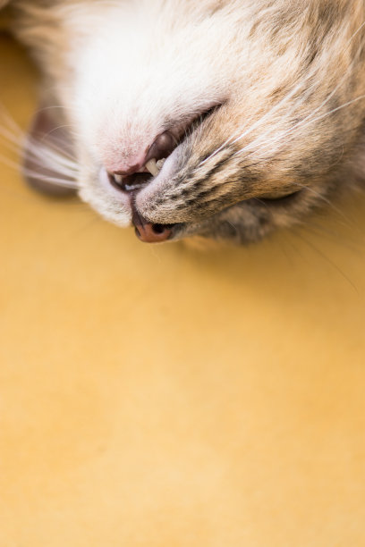 猫严肃和开玩笑图片下载