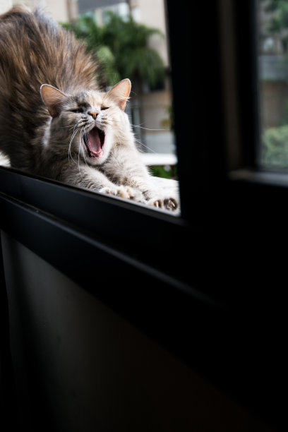 猫严肃和开玩笑图片下载