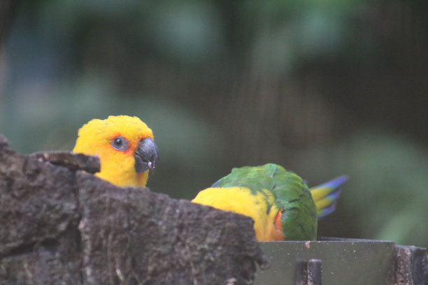 长尾小鹦鹉图片下载