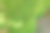 树干苔绿纹理聚焦中心模糊背景与复制spase，基地植物生态自然图片下载