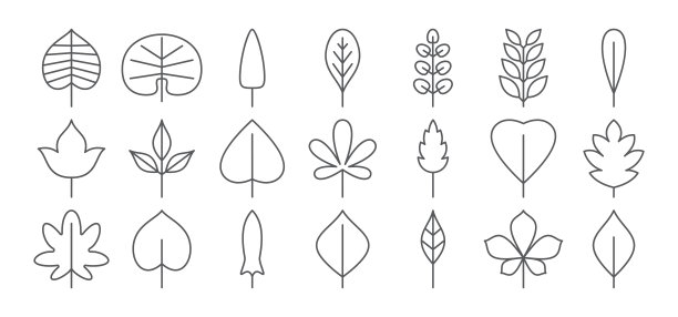 叶一行图标。叶细轮廓简单。轮廓向量集合。设计,组图片下载