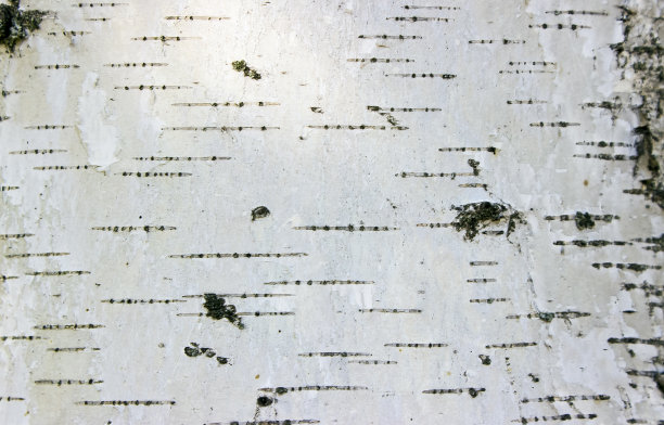 桦树皮质地图片下载