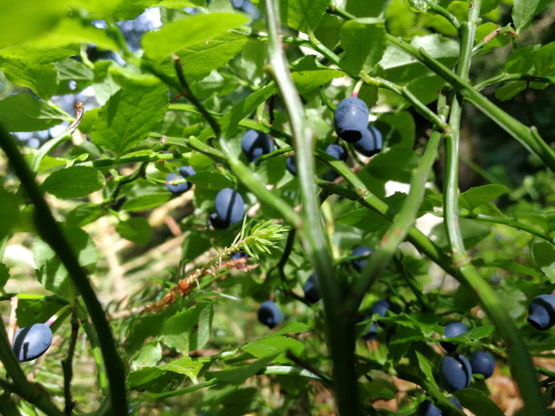蓝莓图片下载
