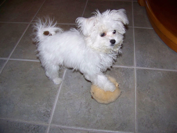 征服的英雄图片下载