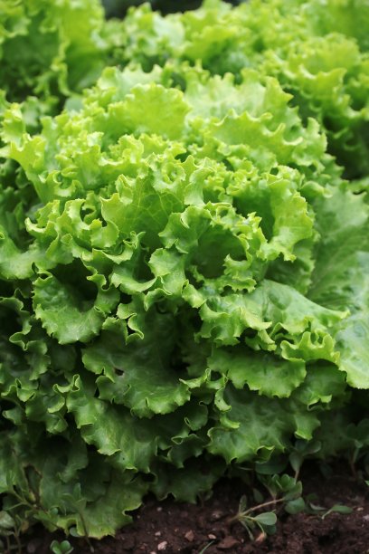 生菜领域图片下载