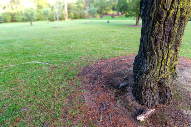 树根在地面上可见的树干图片下载