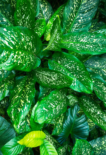 植物图片素材ID：320387826