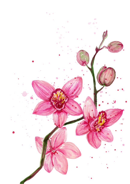 水彩粉红色兰花花束在白色的背景图片下载