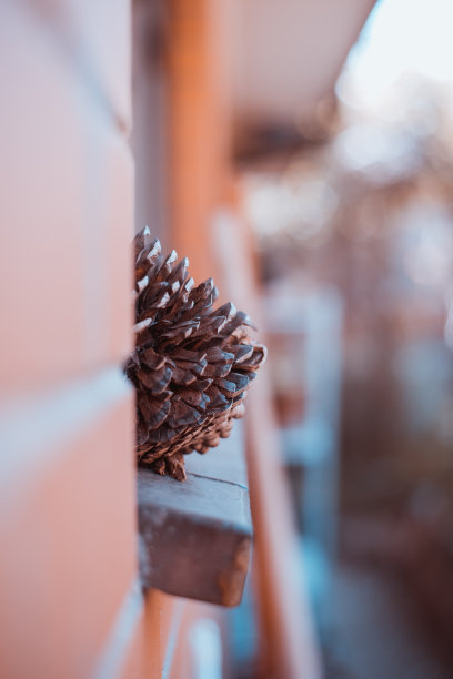 模糊的背景上窗台上的一个松果。图片下载