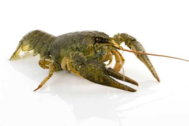 住小龙虾特写图片下载