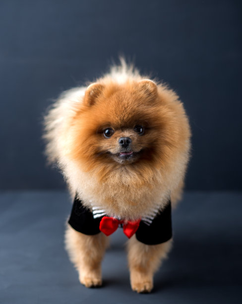 深色背景上有红玫瑰图案的博美犬。一只低调的狗的肖像图片下载