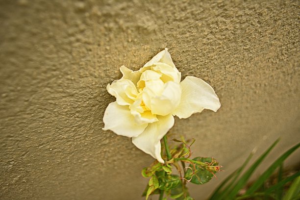 美丽的玫瑰图片下载