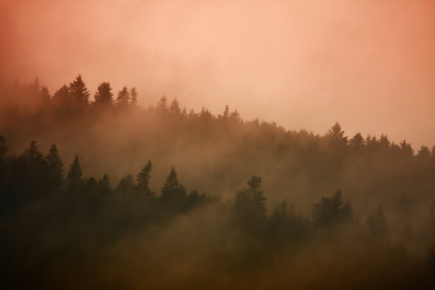 山丘上的森林在柔和的阳光下图片下载