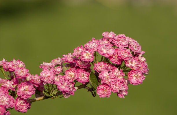 粉红色的山楂花。盛开的山楂树枝。春天宏观照片图片下载