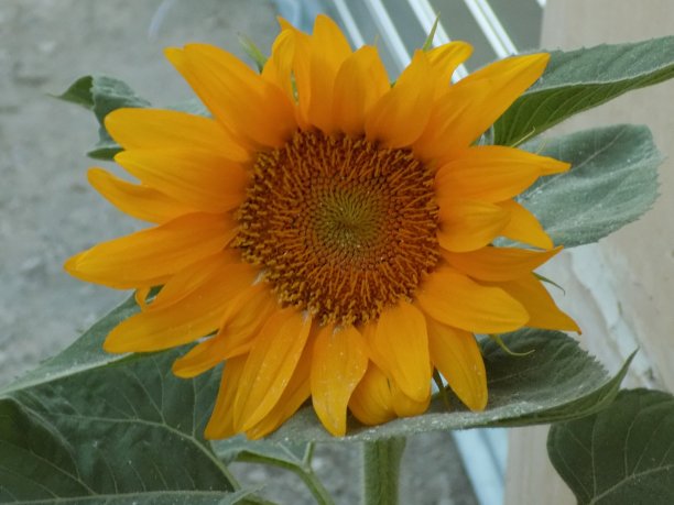 一些黄色的地中海花图片下载