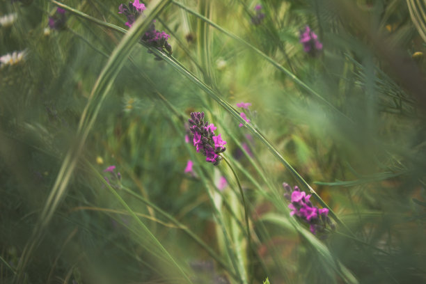 薰衣草花的特写。图片下载