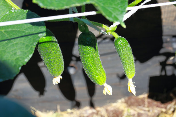 3个小绿黄瓜孤立近距离观看。蔬菜的概念。美丽的自然背景。图片下载