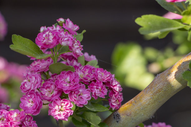 粉红色的山楂花。盛开的山楂树枝。春天宏观照片图片下载