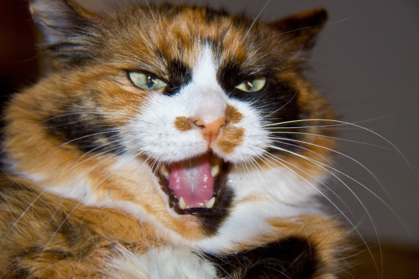 脾气暴躁的猫图片下载